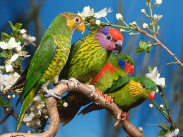  des - perroquets colorés famille oiseaux